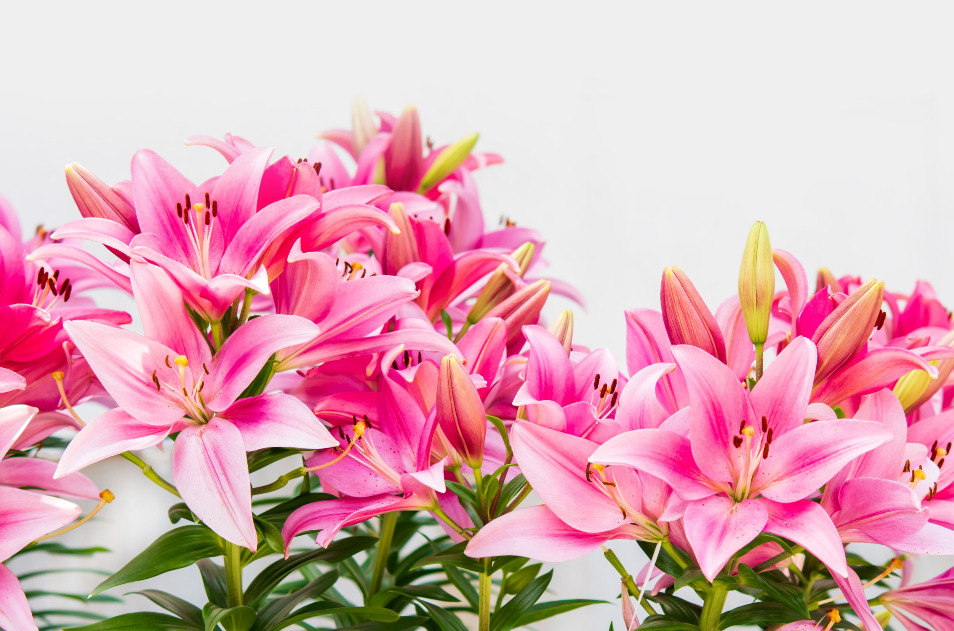 尾道のお花屋さん「タカオフラワーブティック」